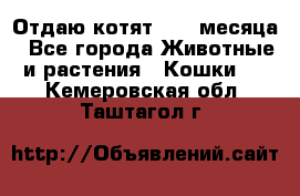 Отдаю котят. 1,5 месяца - Все города Животные и растения » Кошки   . Кемеровская обл.,Таштагол г.